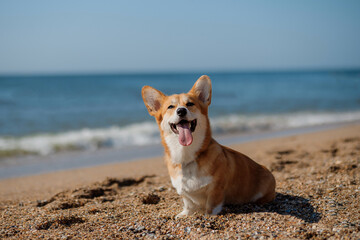 Happy welsh corgi pembroke dog showing tongue and smile at the beach - 495267732
