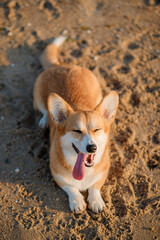 Happy welsh corgi pembroke dog showing tongue and smile at the beach