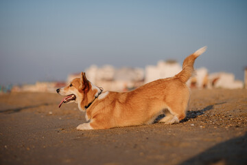 Happy Welsh Corgi Pembroke dog plays with ball at the beach