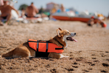 Happy Welsh Corgi Pembroke dog in a life jacket at the beach