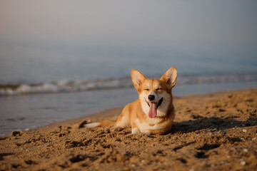 Happy welsh corgi pembroke dog showing tongue and smile at the beach