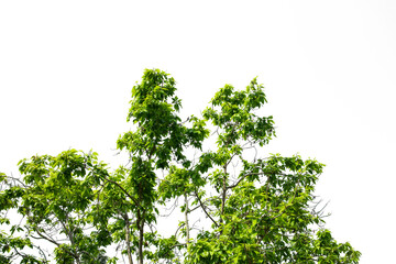 Green trees isolated on white background. 
