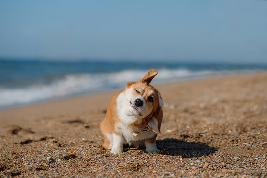 Happy Welsh Corgi Pembroke dog at the beach