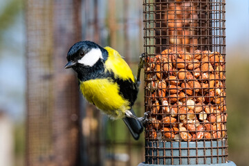 Great Tit garden bird on a peanut feeder