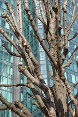 Nature au pied d'un gratte-ciel