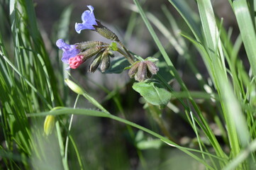 wiosenne kwiaty © Kasia R.