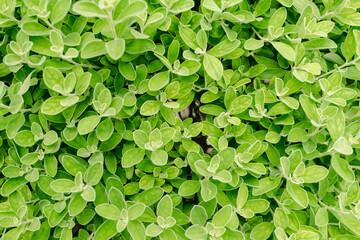 blurry photo, top view of green leaves, ideas ideas for green background, backyard for backgrounds, blurry green leaves background view ideas.