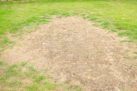 Rhizoctonia Solani grass leaf change from green to dead brown in a circle lawn texture background dead dry grass. Dead grass of the nature background. a patch is caused by the destruction of fungus.