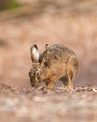 Osterhase unterwegs im Wald