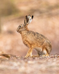 Hase im Wald auf Futtersuche