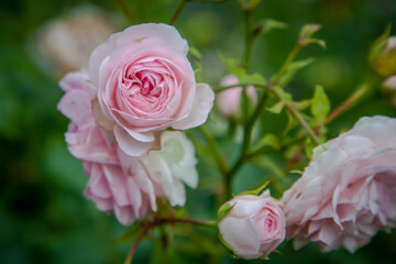 Romantic vintage pink rose Larissa in summer garden.
