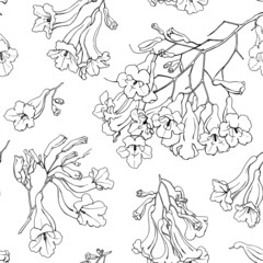 Fototapeta na wymiar Linear flowers of Jacaranda black on white background. Hand drawn elements. Elegant floral vector seamless pattern for design packaging textile wallpaper fabric.