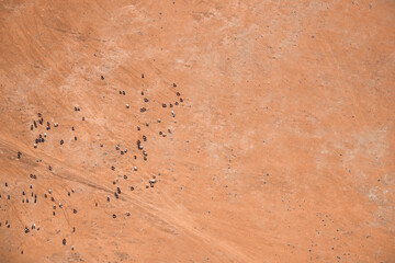 Harbinger of impending climate change: Beautiful aerial view of a herd of goats searching for edible grass in the sere Maasai tribal area in Kenya