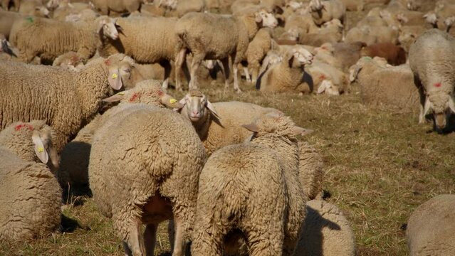Flock of sheep standing on a narrow pasture. Some are eating dry grass from the ground, another runs into the picture and begins to pee.
