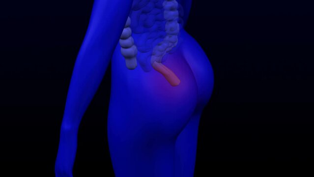 The hemorrhoids pain. The red blinking on the blue human body. Loopable. Luma matte. 3D rendering.