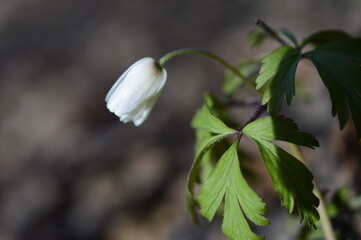 wiosenne kwiaty © Kasia R.