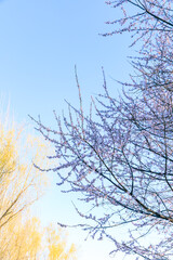 China Beijing Olympic Forest Park Spring View with flowers bloom