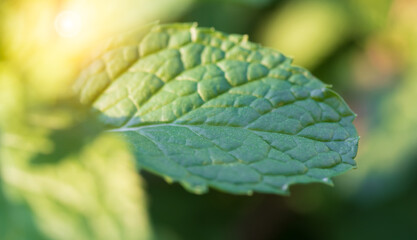 Mint plants grow at the vegetable garden.