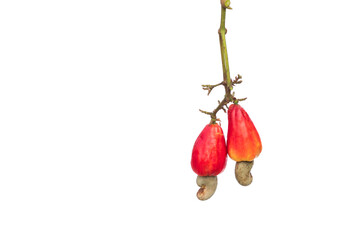 Red cashew and Cashew Nut is on white background,Leaves of green cashew.