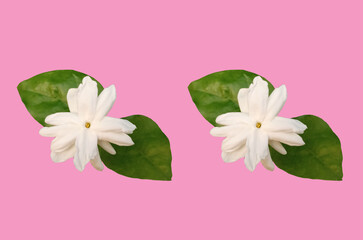 Top view,White jasminum sambac flower blossom bloom with green leaf isolated on pastel magenta...
