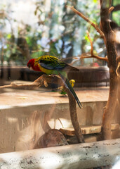 Tropical red and green parrot sits on a branch in a cage 