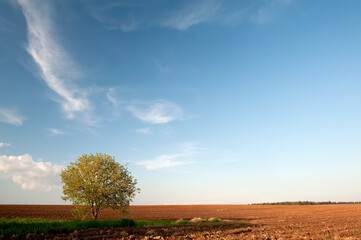 ploughed field, wood and blue sky at sunset