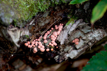 Mushrooms along the side of a hiking train in an Ontario Provincial park.