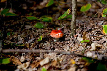 Mushrooms along the side of a hiking train in an Ontario Provincial park.