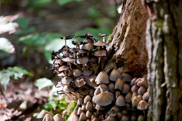 Mushrooms along the side of a hiking train in an Ontario Provincial park.