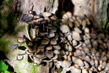 Mushrooms along the side of a hiking train in an Ontario Provincial park.