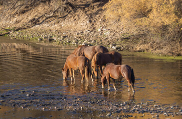 Naklejka premium Herd of Wild Horses in the Salt River in the Arizona Desert