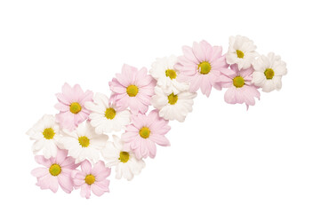 Chrysanthemum flowers isolated on white background.