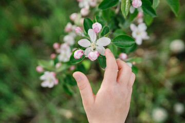 Little girl touch a blooming branch of an apple tree, selective focus