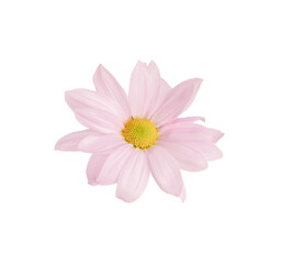 Pink chrysanthemum flower isolated on white background.