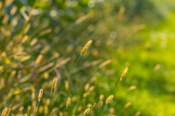Summer background with green grass and spikelets of grass