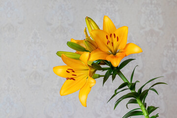 Orange lilies on a light gray background. Flowering lilies