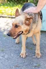 Woman caresses the dog with her hand. Shepherd next to his mistress