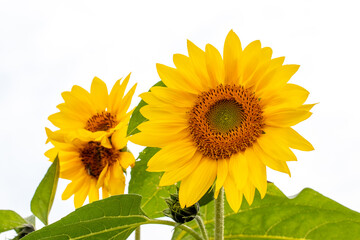 Yellow sunflowers close up on a white background