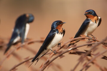 swallows on barbed wire