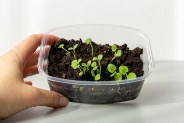 young flower seedlings in a plastic container. Organic microgreens, early seedlings grown in trays on a windowsill