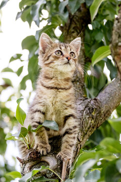 Small striped kitten with an inquisitive look at the tree