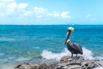 pelicano ave cancun mar azul