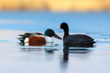 Swimming duck. Blue water background. Duck; Northern Shoveler. (Spatula clypeata)