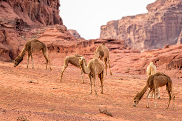 The Camels (Camelus dromedarius) in the Wadi Rum desert. Jordan.