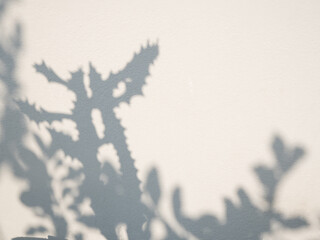 Shadow cactus plant leaf textured minimalism backdrop cemment  background for mock up