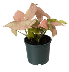 Beautiful pink Syngonium podophyllum house plant  in green pot isolated on white with clipping pth,Air purification trees