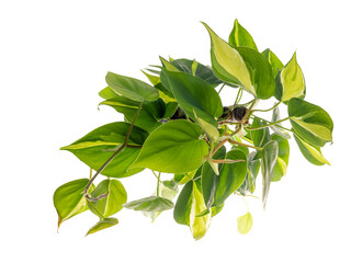 Beautiful Philodendron Cream Splash,heart leaf houseplants top view isolated on white with clipping...