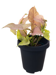 Pink Syngonium podophyllum Variegeted in black pot isolated on white with clipping pth,Air purification trees