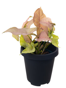 Pink Syngonium podophyllum Variegeted in black pot isolated on white with clipping pth,Air purification trees