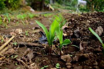 Growing Young Green Corn Seedling Sprouts in Cultivated Agricultural Farm Field